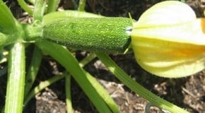 Stephanie's Kitchen Garden Diary - July 2012