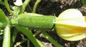 Stephanie's Kitchen Garden Diary - July 2012