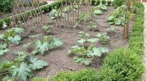 Stephanie's Kitchen Garden Diary - June 2006