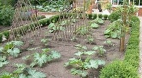 Stephanie's Kitchen Garden Diary - June 2006