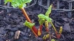 Stephanie's Kitchen Garden Diary March 2013