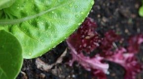 Stephanie's Kitchen Garden Diary - May 2011