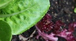 Stephanie's Kitchen Garden Diary - May 2011