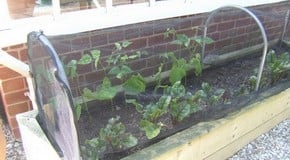 Stephanie's Kitchen Garden Diary - May 2012