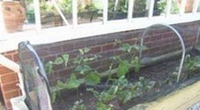 Stephanie's Kitchen Garden Diary - May 2012