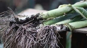 Stephanie's Kitchen Garden Diary - November 2011