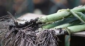 Stephanie's Kitchen Garden Diary - November 2011