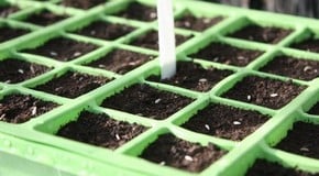 Stephanie's Kitchen Garden Diary - October 2011