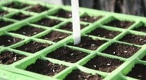 Stephanie's Kitchen Garden Diary - October 2011