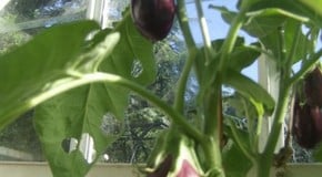 Stephanie's Kitchen Garden Diary - September 2012