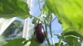 Stephanie's Kitchen Garden Diary - September 2012