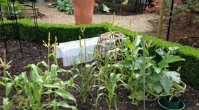 Stephanie's Kitchen Garden Diary September 2014