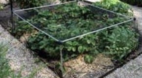 Strawberry fruit drop