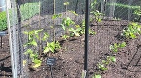 Successional sowing in the Kitchen Garden