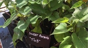 Summer must be here we are planting out the Sweet Potatoes!