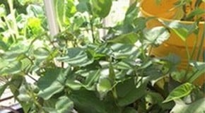 Summer must be here we are planting out the Sweet Potatoes!