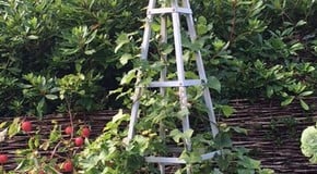 Sweet Potato Harvest