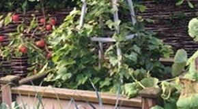 Sweet Potato Harvest