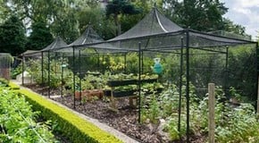 Take your growing to the next level with a fruit cage
