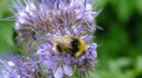 The dreaded bindweed on the Allotment