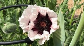 The dry warm weather continues...