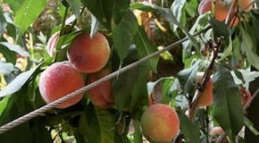 The harvest is bountiful