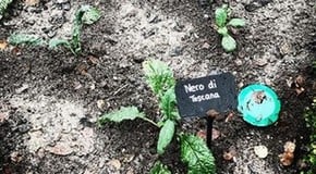 The Kale and early sprouting broccoli are growing well