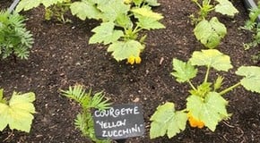 The Kitchen Garden is thriving