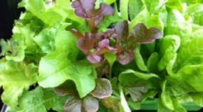 The seed sowing continues