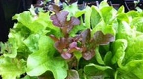 The seed sowing continues