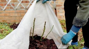 The Ultimate Guide to Garden Fleece: How and Why to Use It