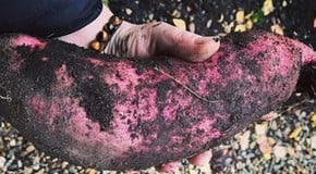 Tidying in the Greenhouse and Garden