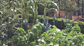 Tidying the Garden and Autumn Planting