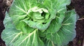 Time for a greenhouse spring clean!