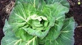 Time for a greenhouse spring clean!