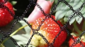 Top 10 Garden Netting Tips