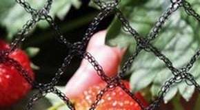 Top 10 Garden Netting Tips