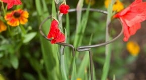 Top 10 Plant Supports