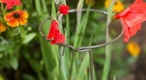 Top 10 Plant Supports