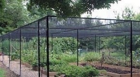 Top 10 Reasons to Buy a Fruit Cage