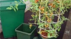 Treating white fly on tomatoes