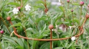 Trumpet Supports - for Peonies and so much more...