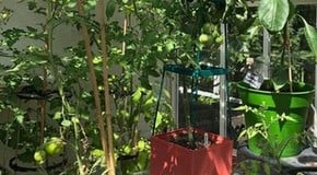 Under attack from an unknown pest!