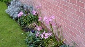 Unidentified Nerines