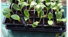 Update from the Harrod HQ Greenhouse