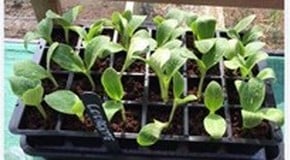 Update from the Harrod HQ Greenhouse