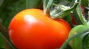 Using Polythene to ripen tomatoes