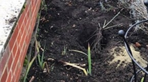 Using wood ash in the garden