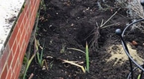 Using wood ash in the garden