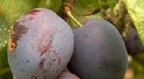 Victoria Plum and a Green Gage